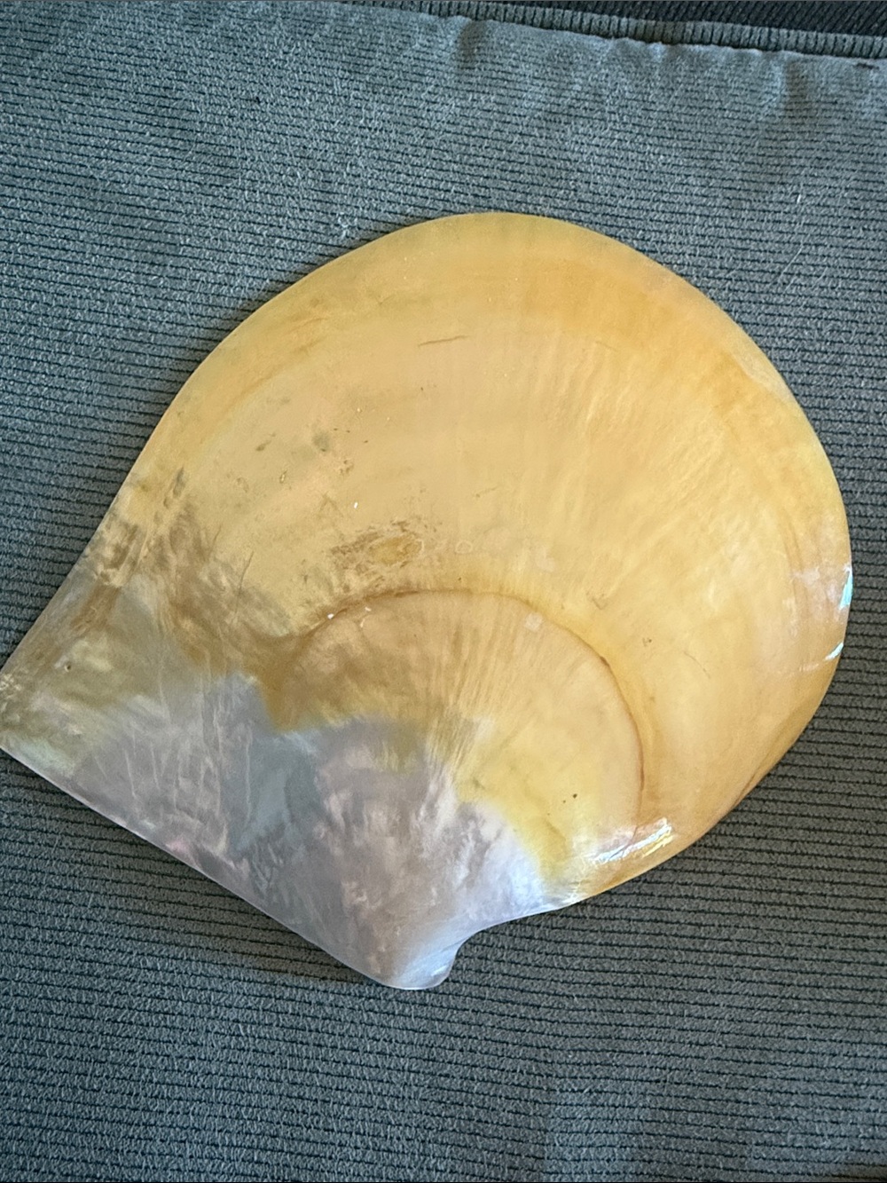 Large Nautical Seashell Decorative Accent - Yellow & Cream - Picture 1 of 4